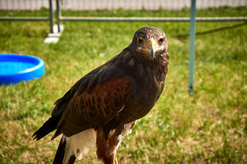 Hawk