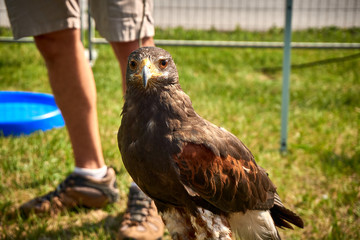 Hawk