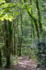 Footpath walk through a forest