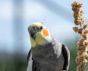 Beautiful Cockatiel Feeding on Millet