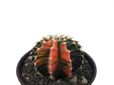 Gymnocalycium is cactus plants in small pot isolated on white background. Houseplant is popular in planting to decorate the house. A plant that has thorns and is highly resistant to drought