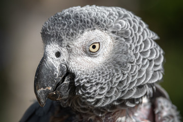 Fototapeta premium head Portrait African Grey Parrot