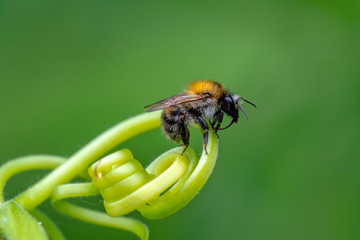 Beautiful  Bee macro in green nature - Stock Image