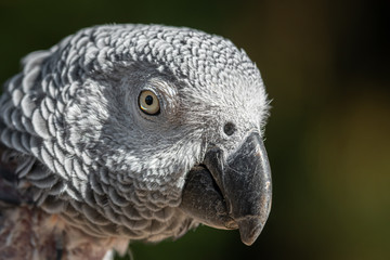 head Portrait African Grey Parrot