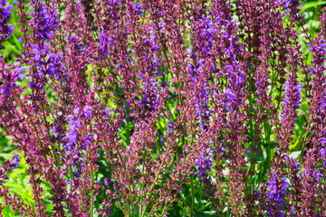 Purple spikes of salvia sylvestris flower “Dear Anja” sage plant