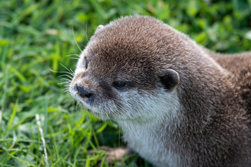 Young Otter Playing in the Grass