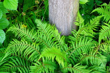 Green foliage of fern Polystichum Setiferum © eqroy