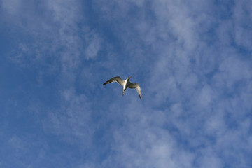 seagull in flight