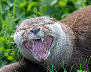Young Otter Playing in the Grass © Ian