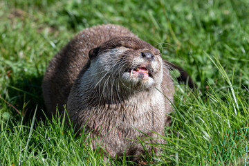 Young Otter Playing in the Grass