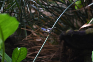 bird on branch
