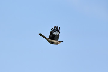 bird in flight