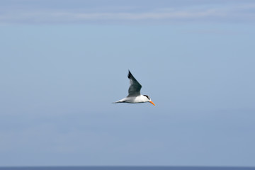 seagull in flight