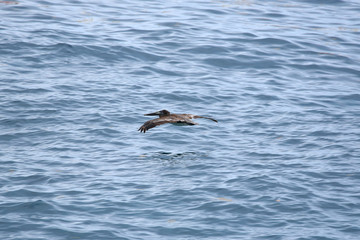 Fototapeta na wymiar pelican flying over sea
