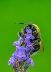 Beautiful  Bee macro in green nature - Stock Image