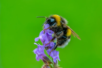 Beautiful  Bee macro in green nature - Stock Image