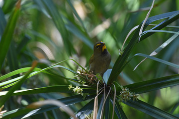 bird on a branch