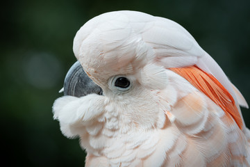 Head Portrait Salmon Crested cockatoo