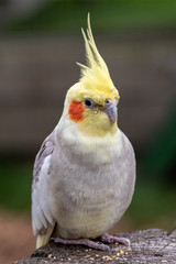 Beautiful Cockatiel Perched in a Tree