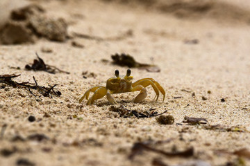 crab on the beach