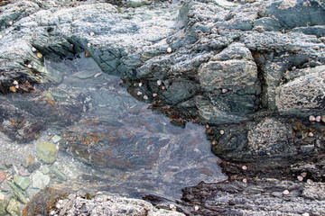 Looking into a rock pool