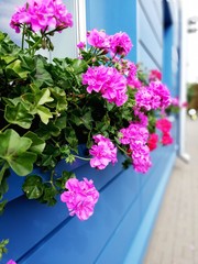 Bright beautiful dark pink geranium for window decoration from the outside.