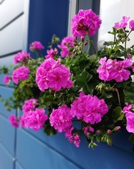 Fototapeta na wymiar Bright beautiful dark-pink geranium for window decoration from the outside.