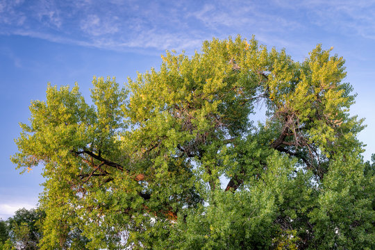 Giant cottonwood tree in early fall
