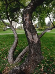 Old tree without leaves in the park. close-up
