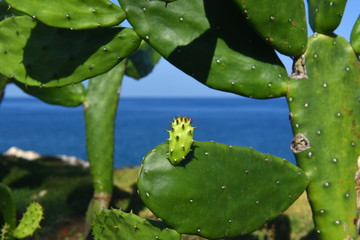 prickly pear by the ocean