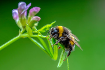 Beautiful  Bee macro in green nature - Stock Image