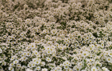 Expoflora/Holambra/Brazil - 09/20/2019 : white flower garden