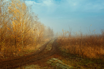 Fototapeta premium autumn in the field, yellow leaves on the trees in the autumn park