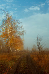 Fototapeta premium autumn in the field, yellow leaves on the trees in the autumn park