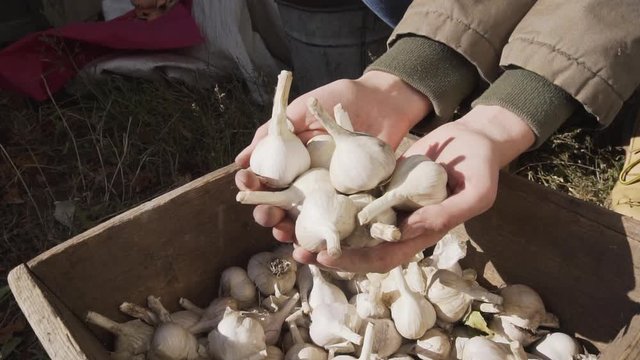A handful of organic ripe garlic in the hands of a young farmer girl.