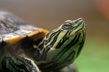 Close up of a Cumberland Slider Turtle