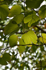 sunlit leaves