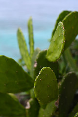 prickly pear by the ocean