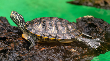 Cumberland Slider Turtle in Water