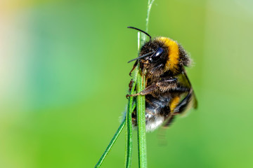 Beautiful  Bee macro in green nature - Stock Image