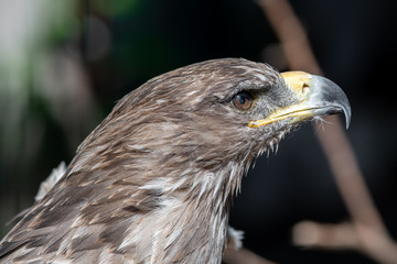 Close up Portrait of a Tawny Eagle