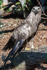 Tawny Eagle With its Wings Spread Out
