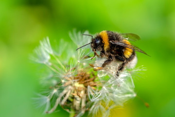 Beautiful  Bee macro in green nature - Stock Image