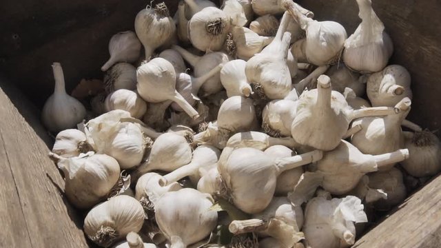 Closeup shot of organic ripe garlic in a wooden crate. Slow motion.