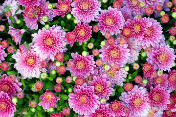 Pink chrysanthemums bloom on a flowerbed in a park close-up. autumn chrysanthemum flowers in the garden background. Beautiful bright autumn flowers top view.