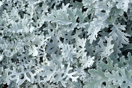Marine cineraria with exotic openwork leaves, silver color, close-up. A plant with openwork silver leaves for decoration of flower beds in a city park.