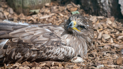 Tawny Eagle resting on the Ground