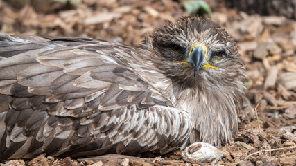 Tawny Eagle resting on the Ground