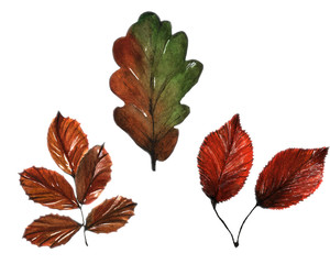 watercolor illustration. drawing with hands. set of three dry autumn leaves on a white background.