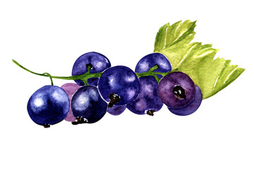 watercolor illustration. hand drawing. Botanical sketch. branch of black currant on a white background.